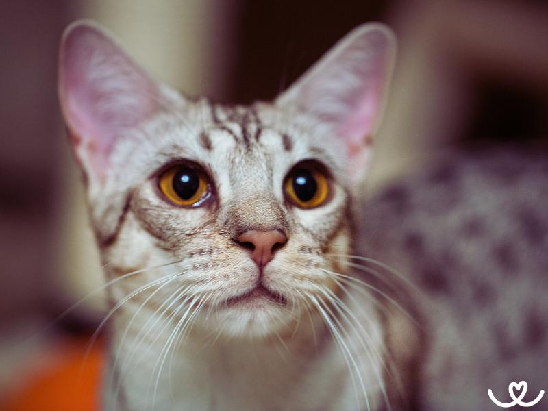 Kocici-plemeno-ocicat (1)